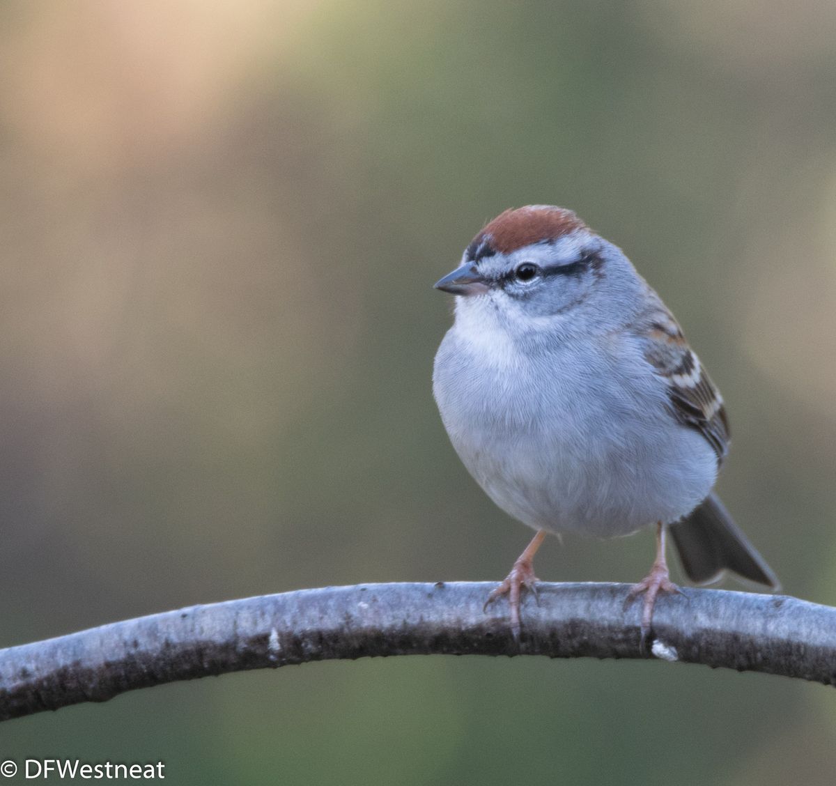 Late Fall Birding in Frankfort with Red Oaks Birding Club