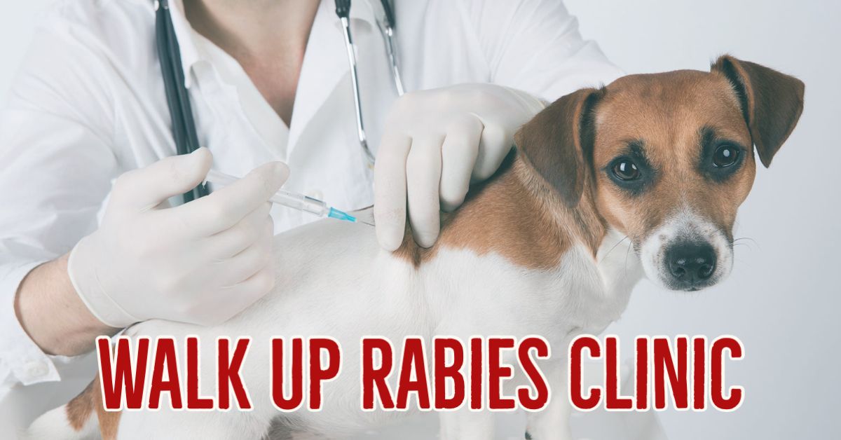 Walk Up Rabies Clinic