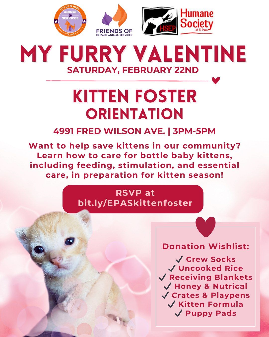 Kitten Foster Orientation | My Furry Valentine