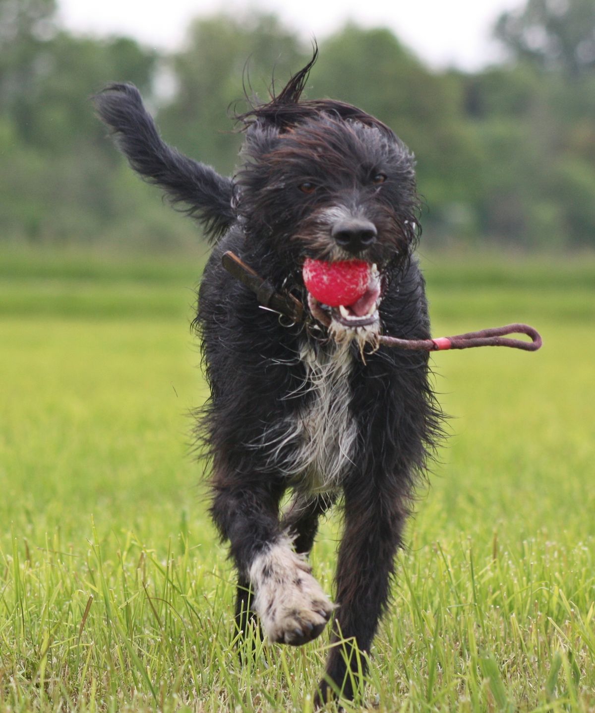 Auslastung und Besch\u00e4ftigung ... oder wie ich meinen Hund verr\u00fcckt mache +++ Vortrag mit Gerd Leder