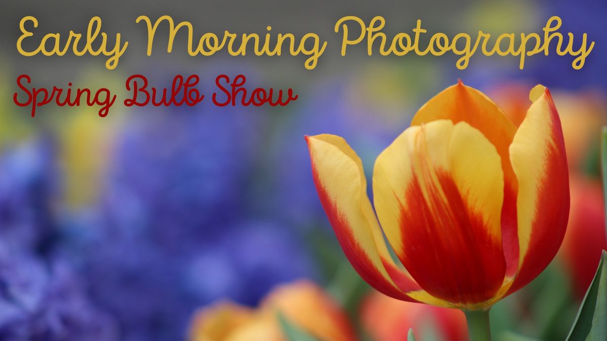 Early Morning Photography - Spring Bulb Show