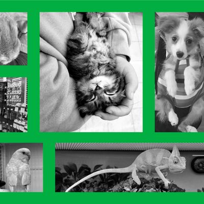 Pet Supplies Plus - Greensboro, NC