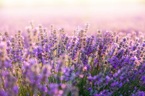 Lavender fields