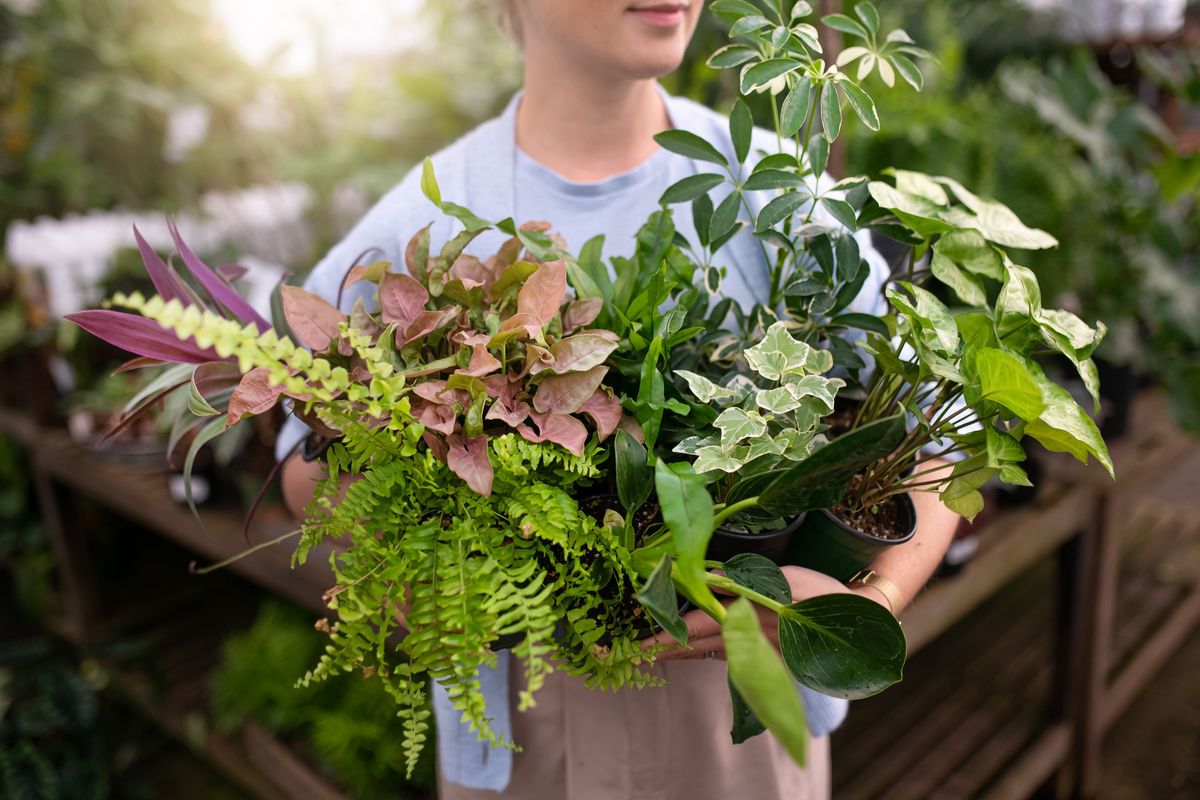 Winter Indoor Tropical Care at GARDENWORKS Coquitlam