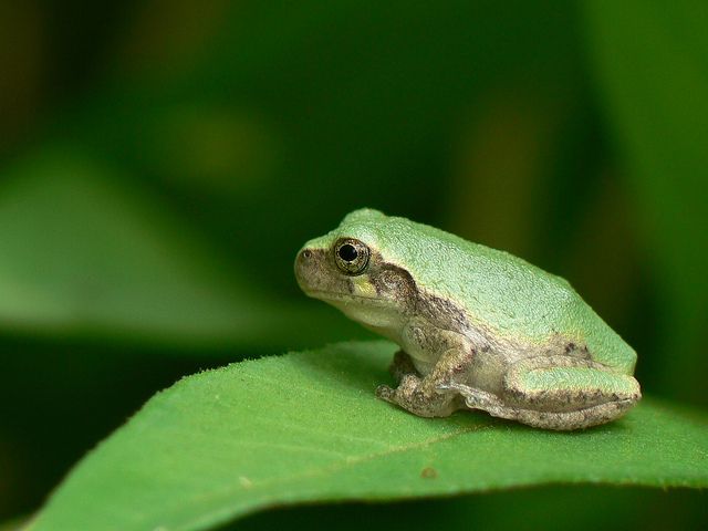 TADPOLE TIME: Amphib-a-what?