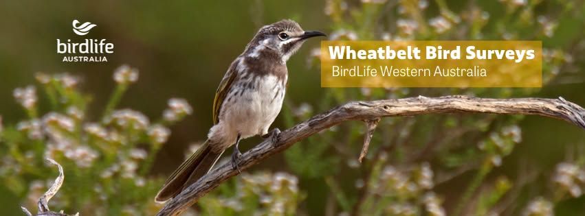 Wheatbelt Bird Surveys - Spring and Autumn