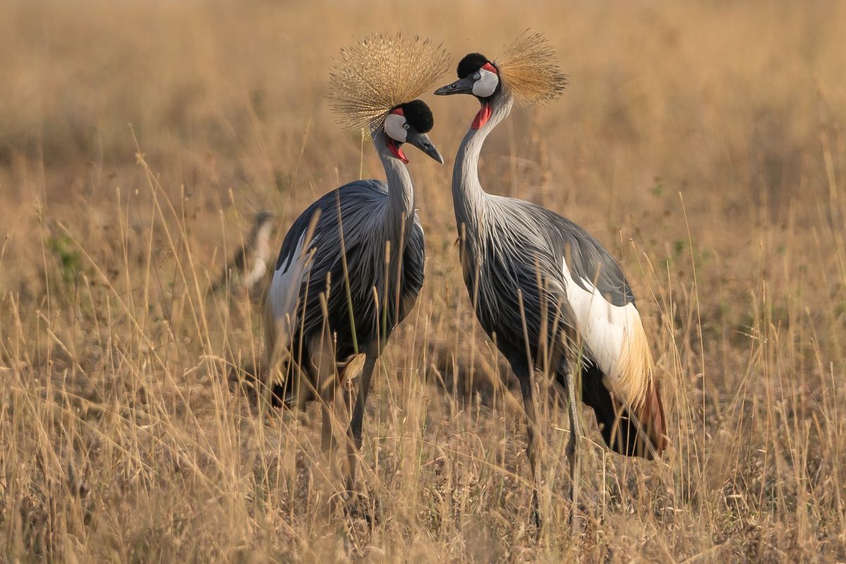 Hope for the Wild: Cranes