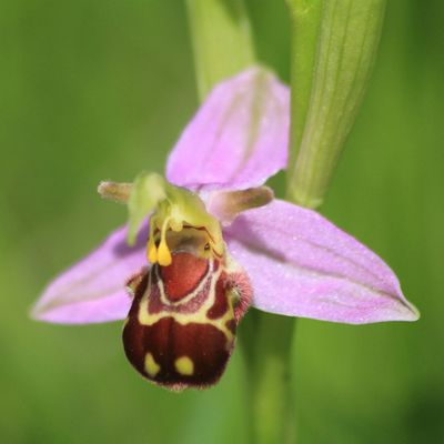 Leicestershire & Rutland Wildlife Trust Events