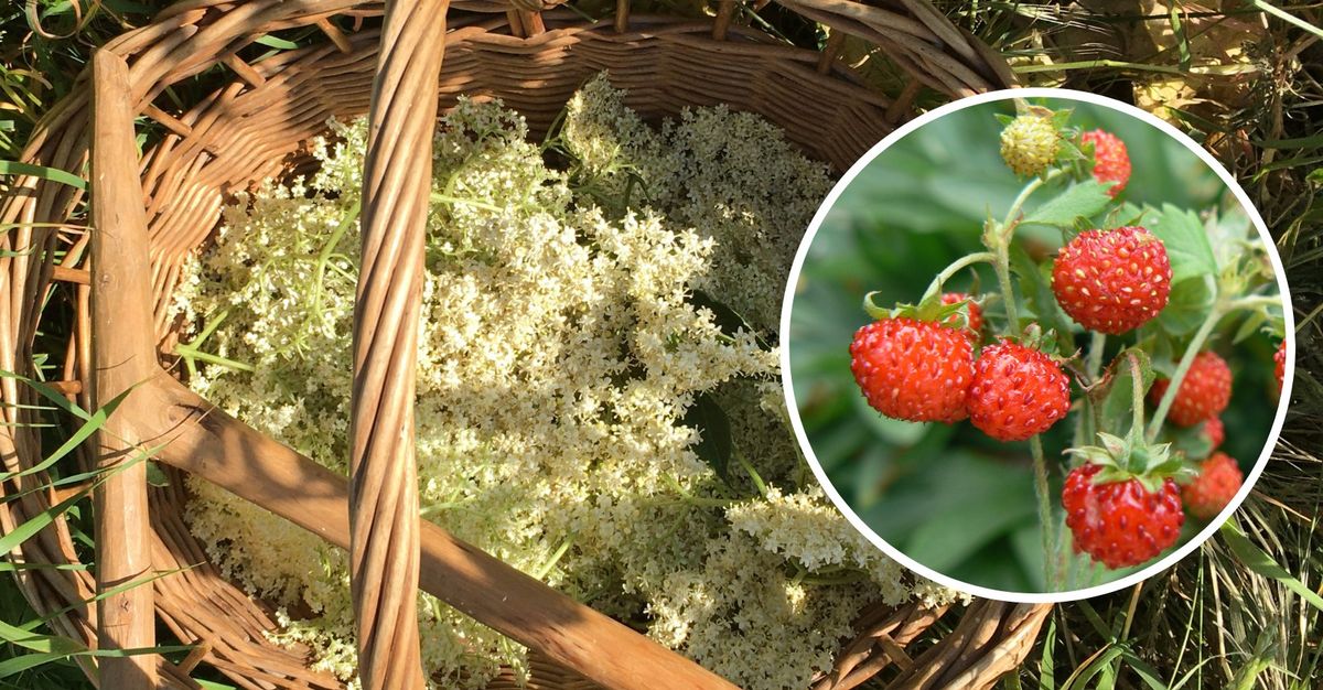 Summer Foraging Walk