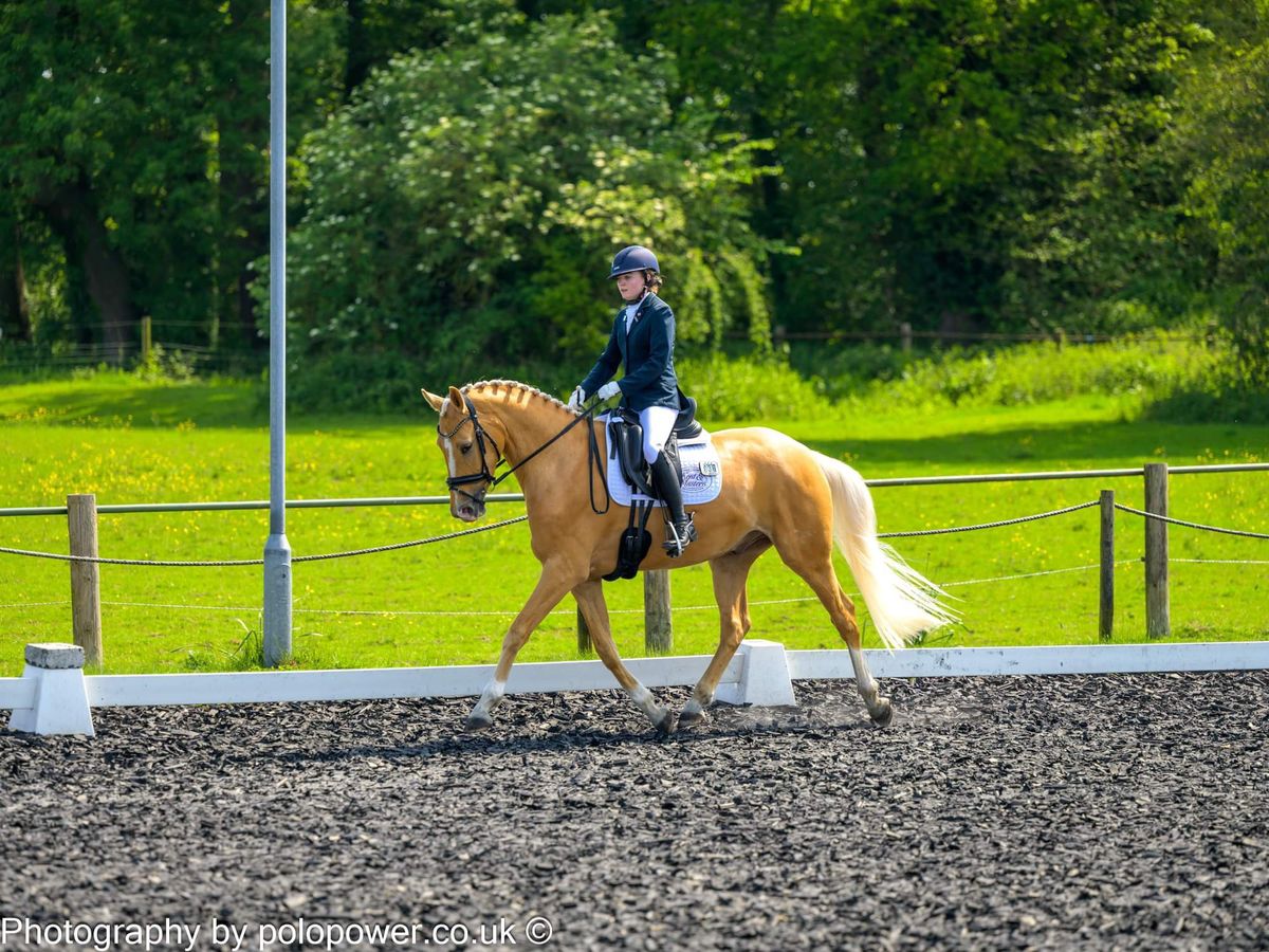 British Dressage(P-AM)+ FS 