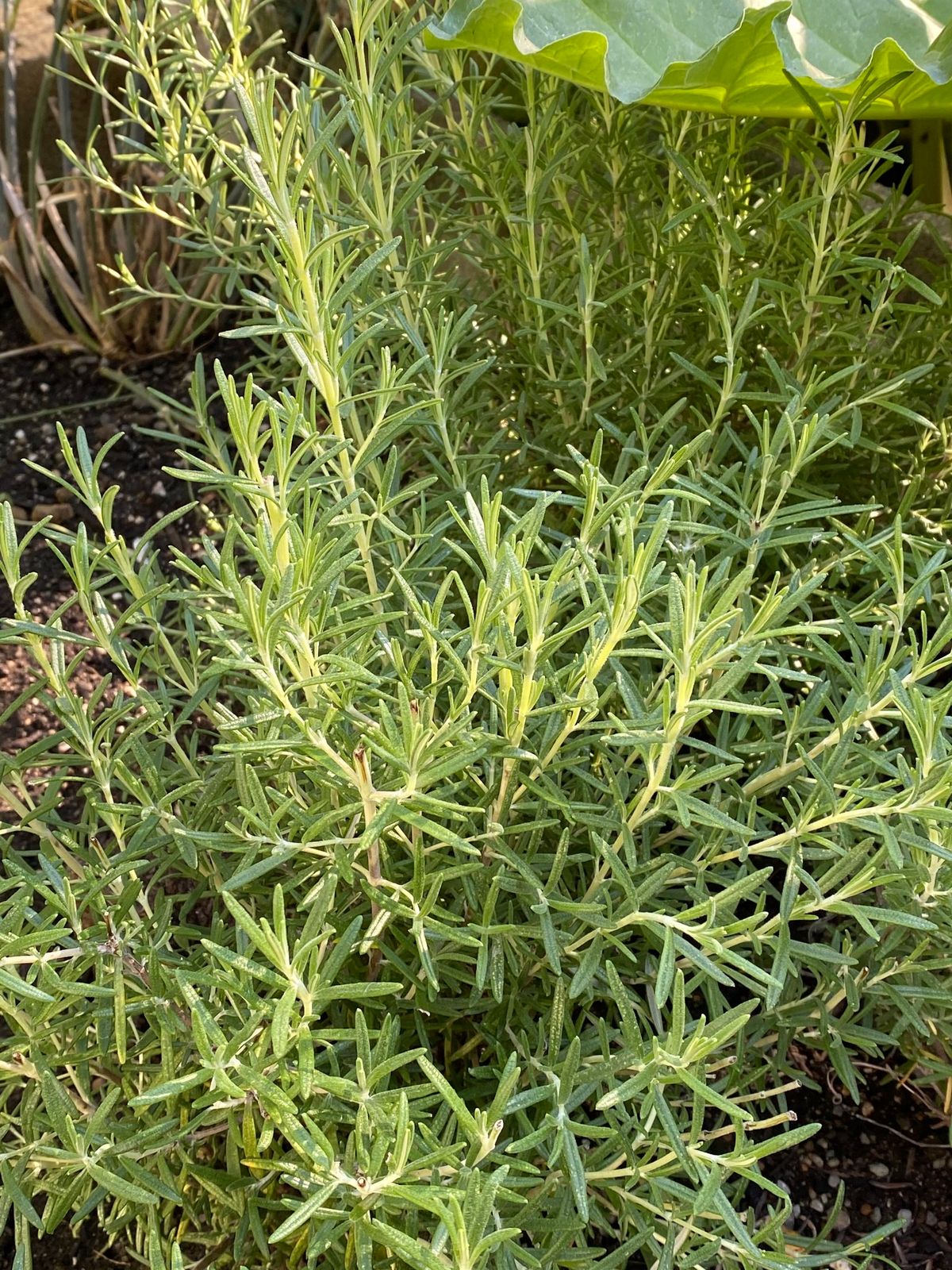 Rosemary for Remembrance: and so much more! 