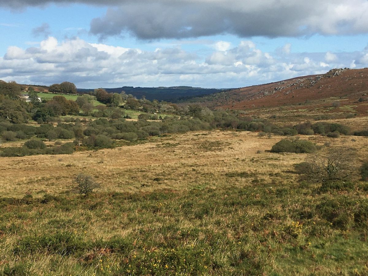 Morning visit to Emsworthy Mire