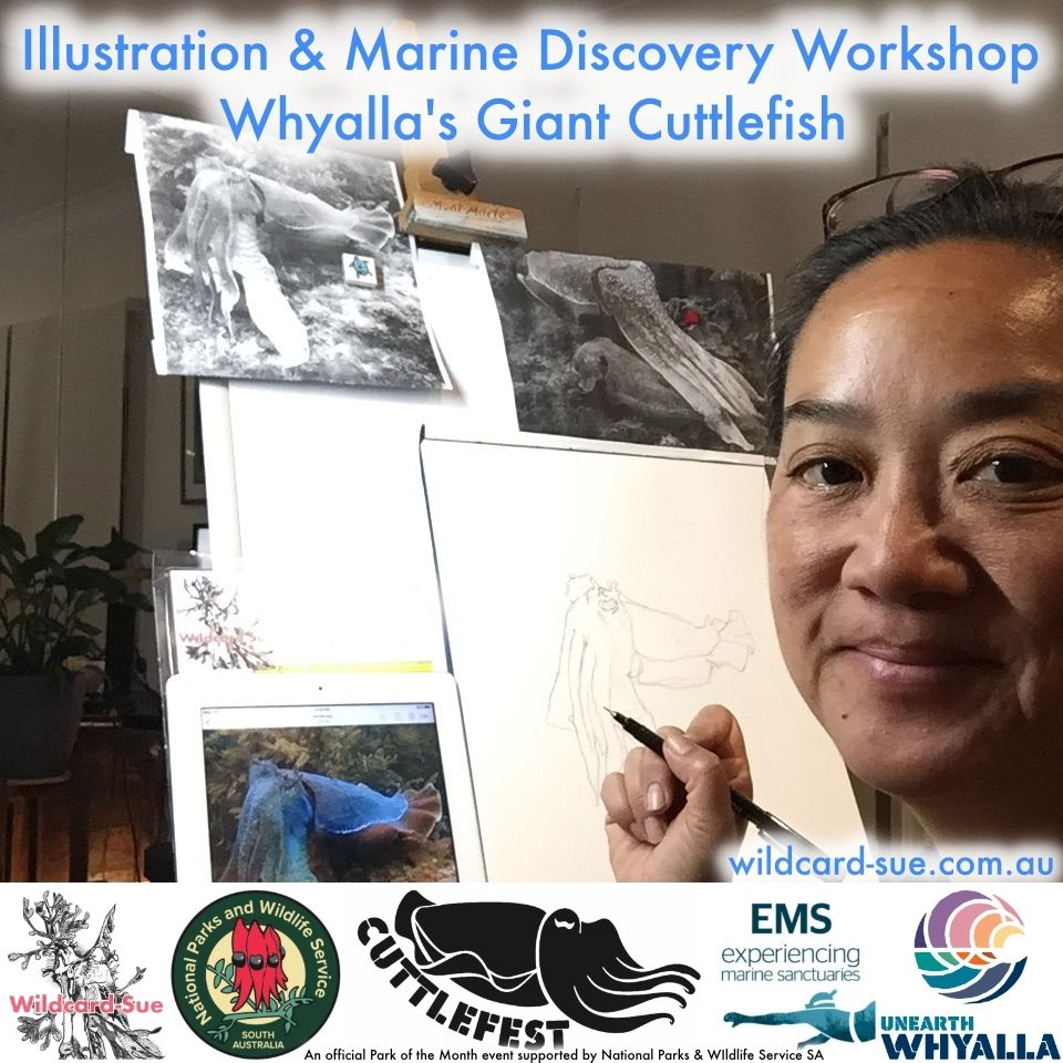 Illustration & Marine Discovery- Giant Cuttlefish