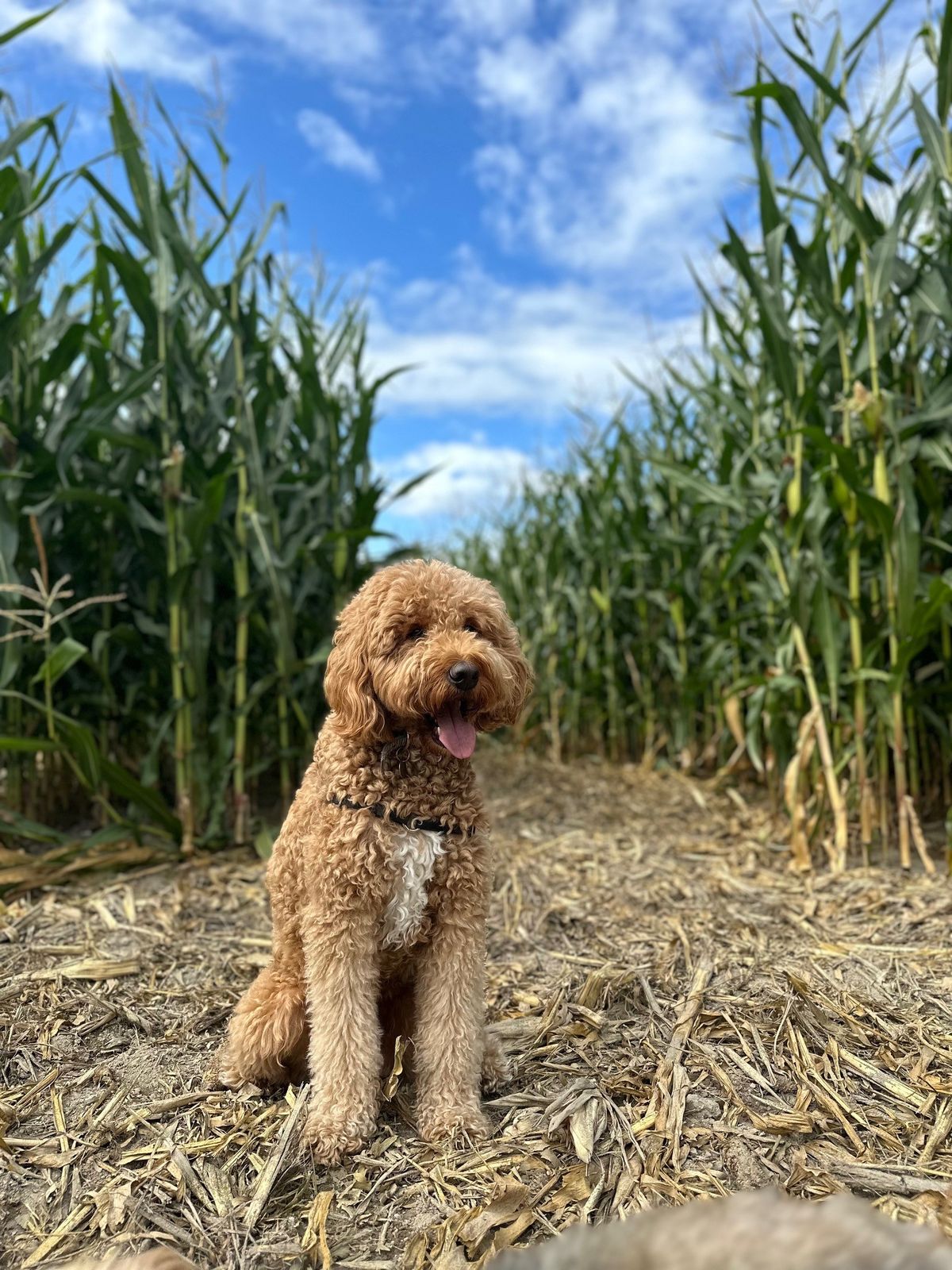 'Pup'-kin Palooza at The Pumpkin Farm and Puzzle Patch