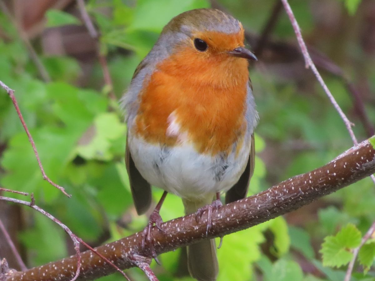 RSPB Wellbeing Nature Walk