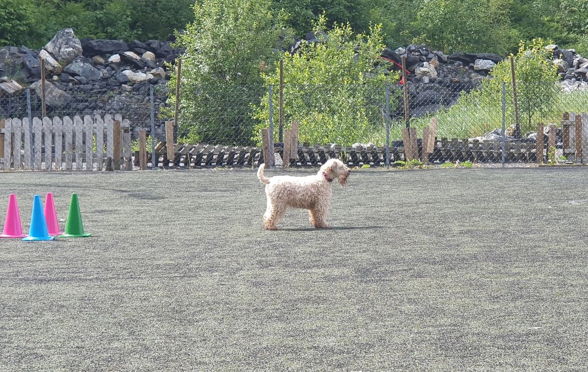 Nordhordland hundeklubb inviterer til innend\u00f8rs dobbelt lydighetsstevne 1. og 2. mars 2025