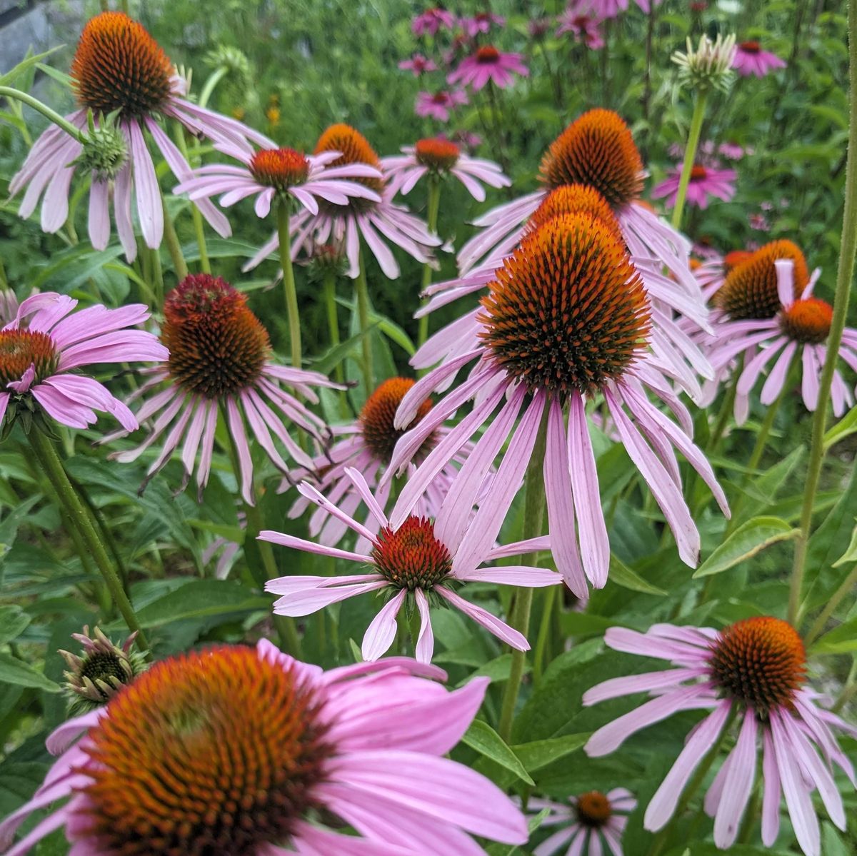 Native Landscaping Plant Walk in Little Flower Neighborhood