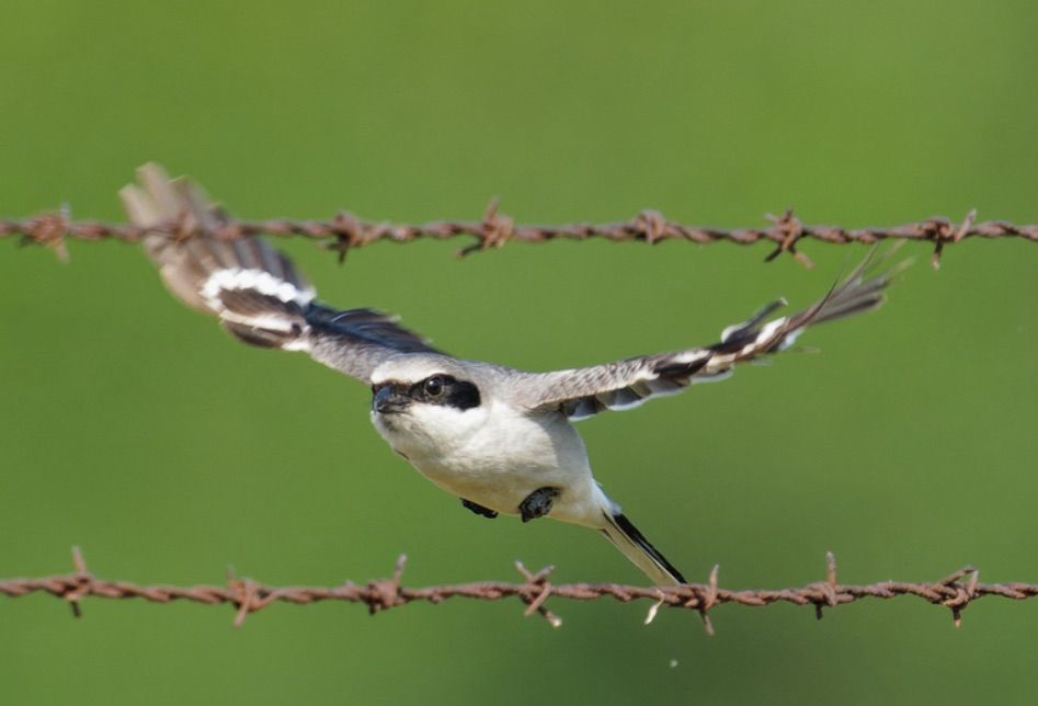 Birds of the Upper Mississippi River Refuge