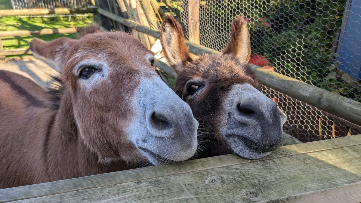 Miniature Donkeys for Wellbeing 