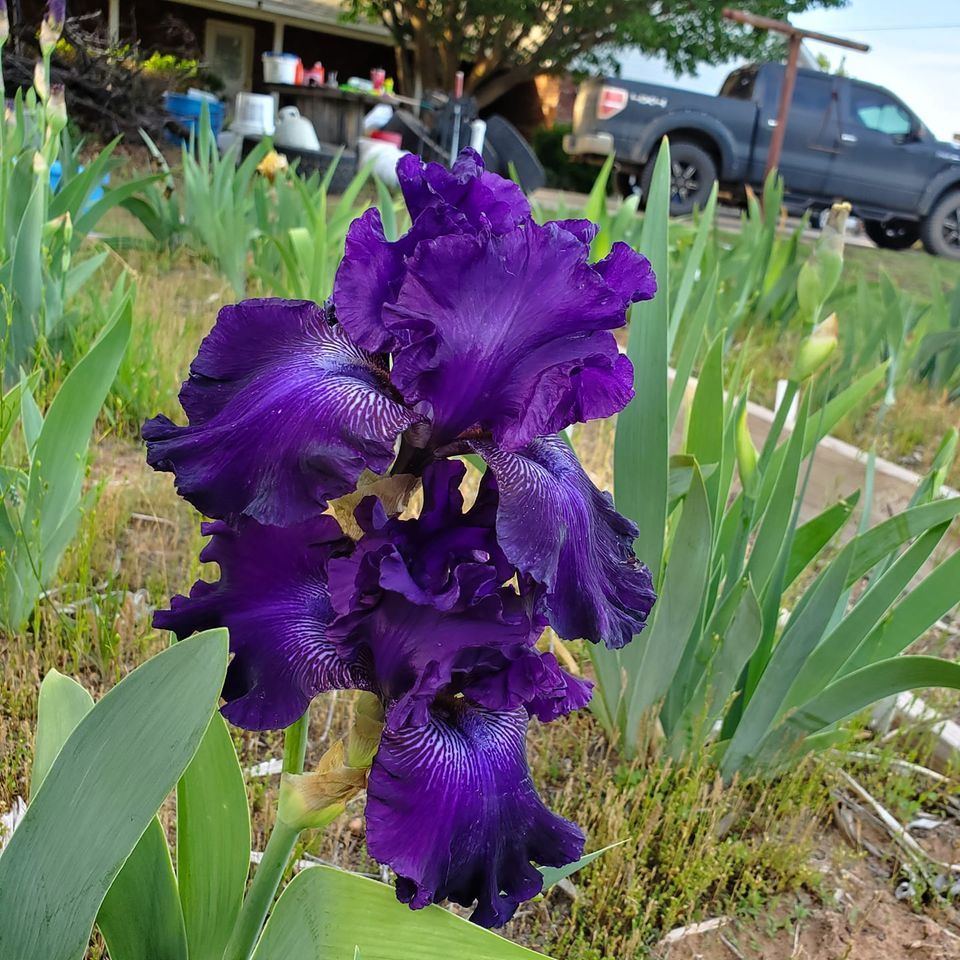 2022 Iris/Rhizome Sale, Lawton Farmers Market, 10 September 2022