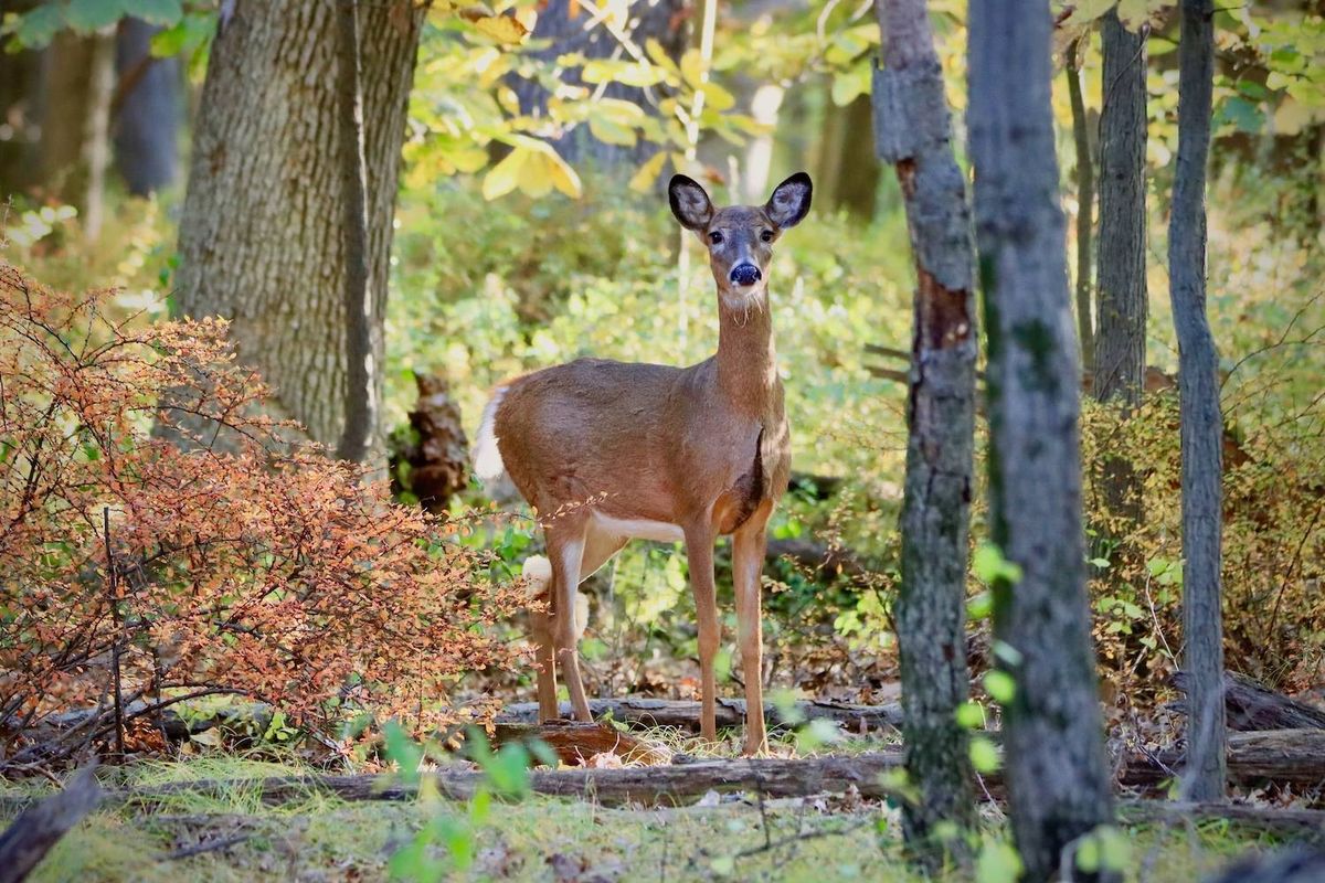 An Afternoon With Friends of Thorn Creek Woods: A 55th Anniversary Celebration