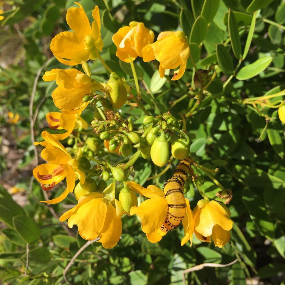 Plant Clinic - Key West Botanical Garden Nursery