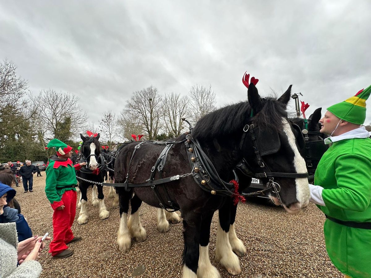 Santa and his shire horses 