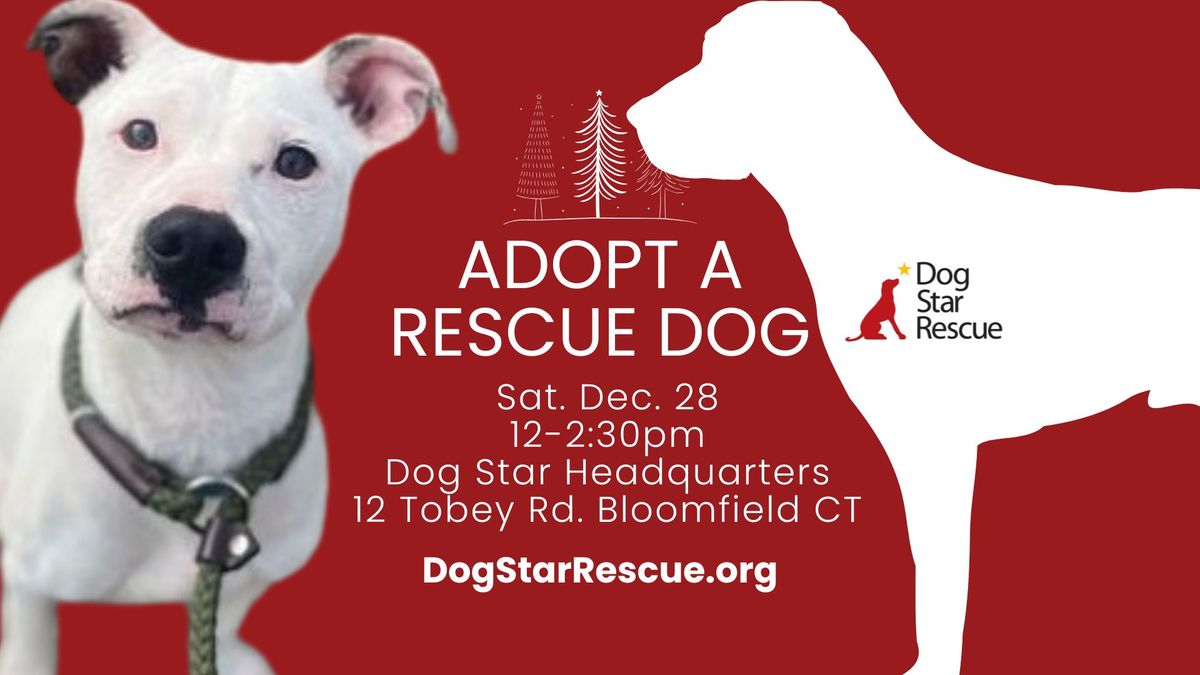 Adopt a Rescue Dog in Bloomfield CT