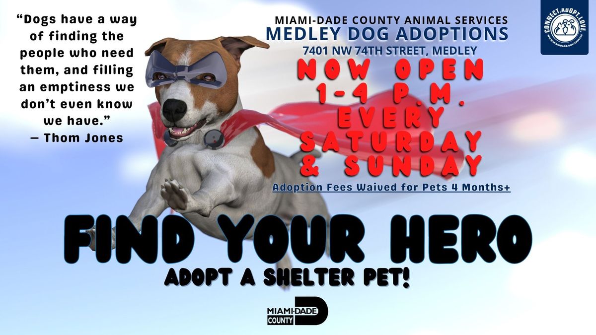 Animal Services Medley Shelter Dog Adoptions