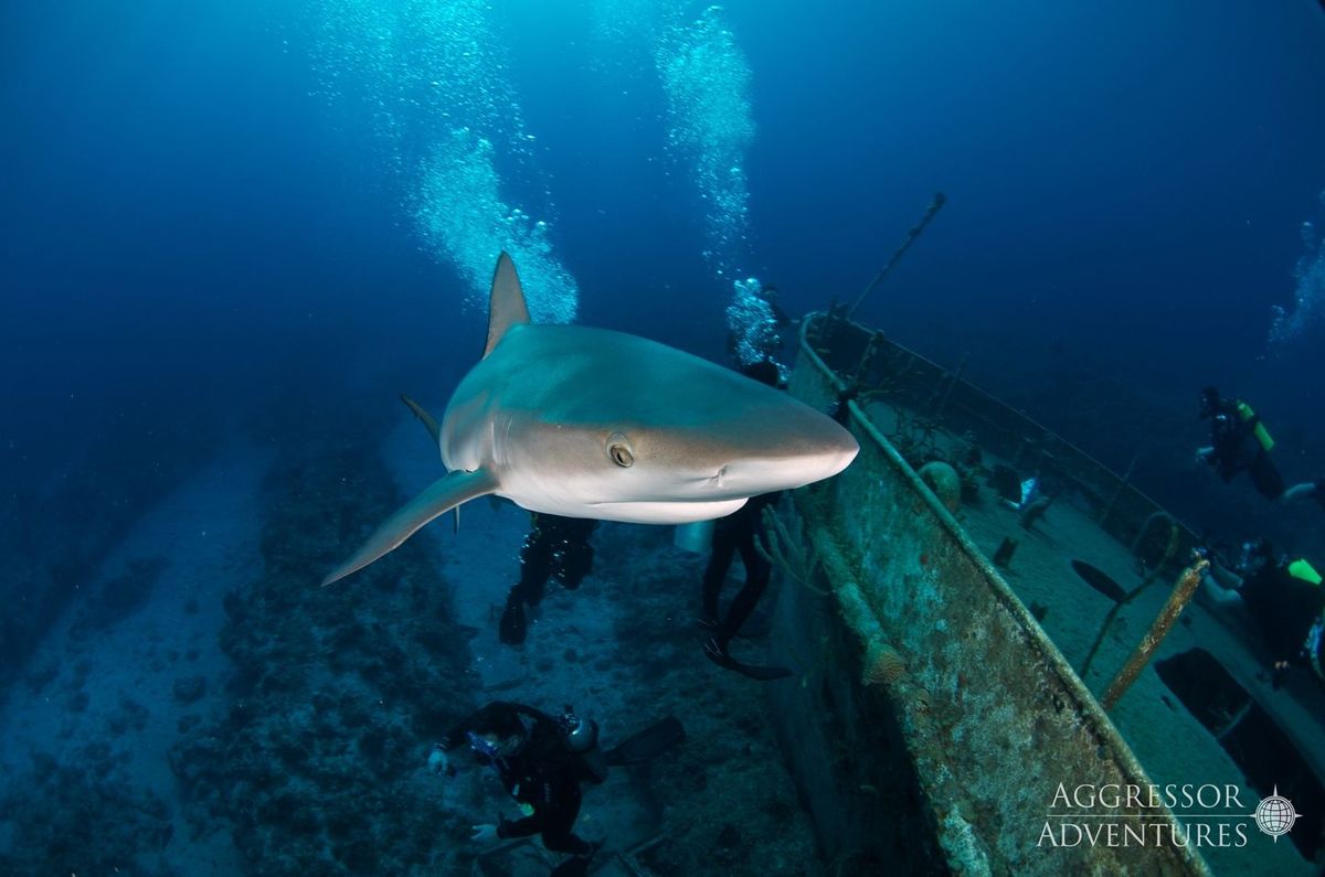 Explore the Famous Tiger Beach in the Bahamas