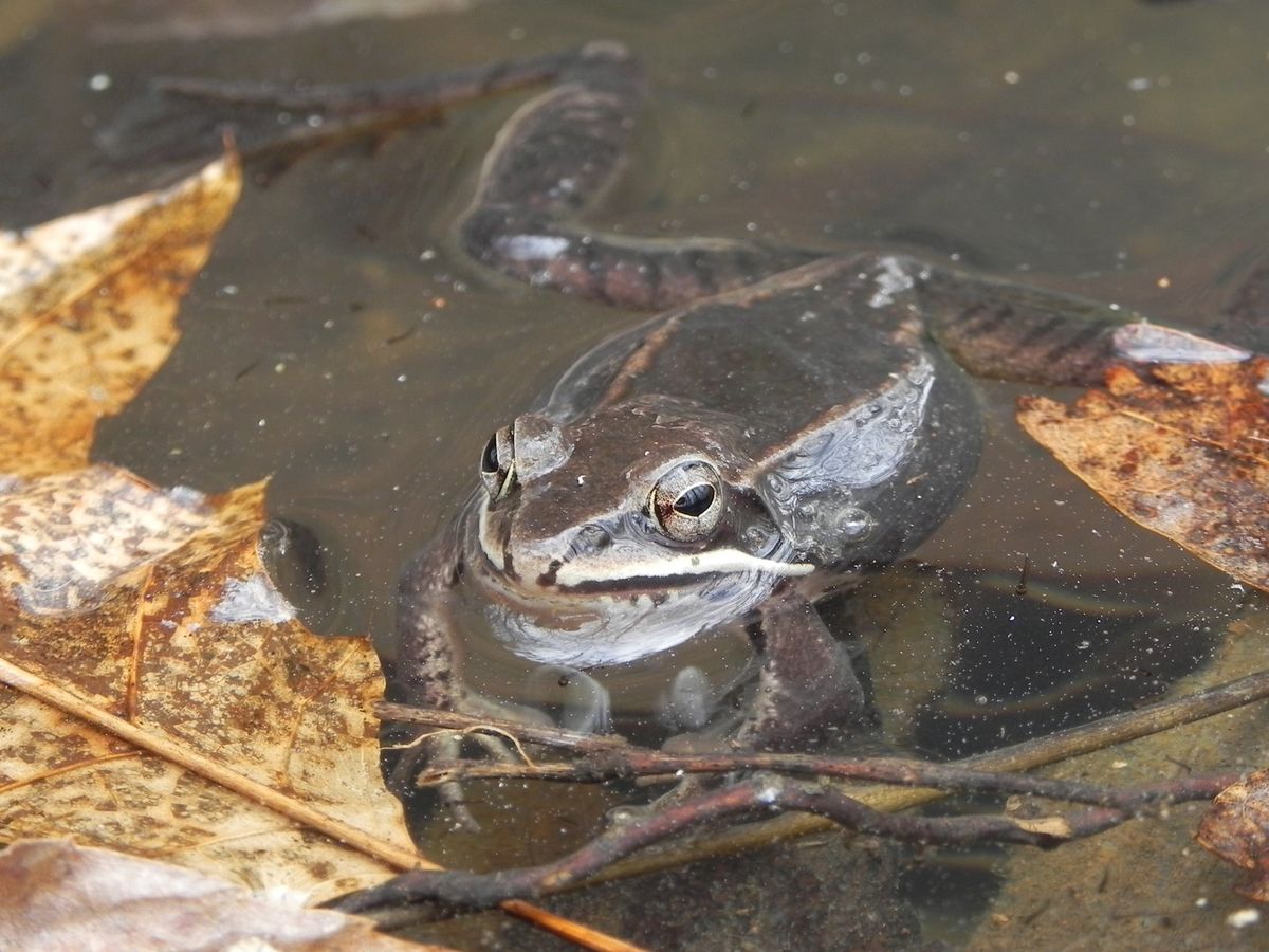 Naturalist Walk: Amphibians of Spring