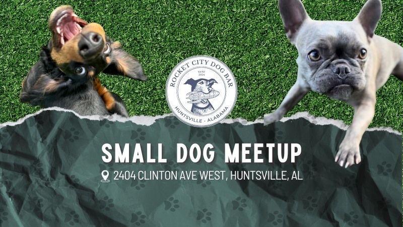 Small Dog Meet Up Sunday