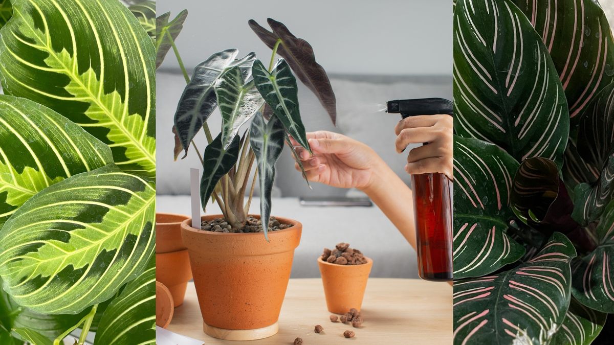 CLASS: Houseplants 101