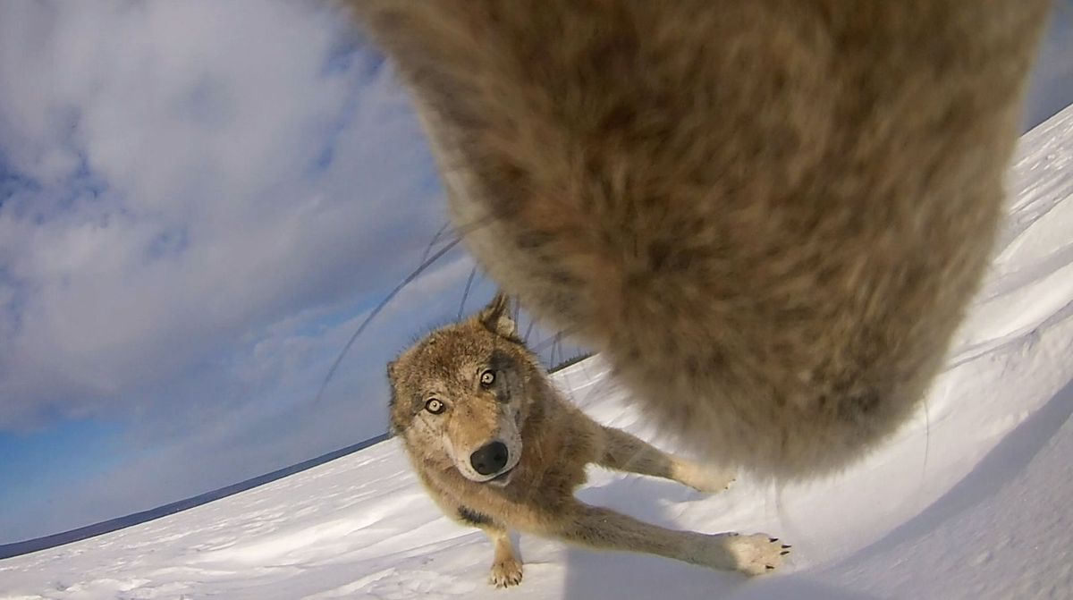 Parking Alaska Anchorage Seawolves at Brown Bears Mens Hockey