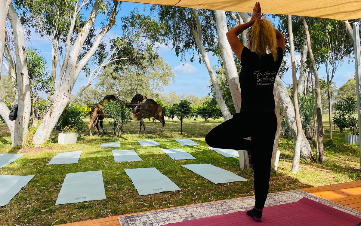 Camel yoga and Luxury Picnic