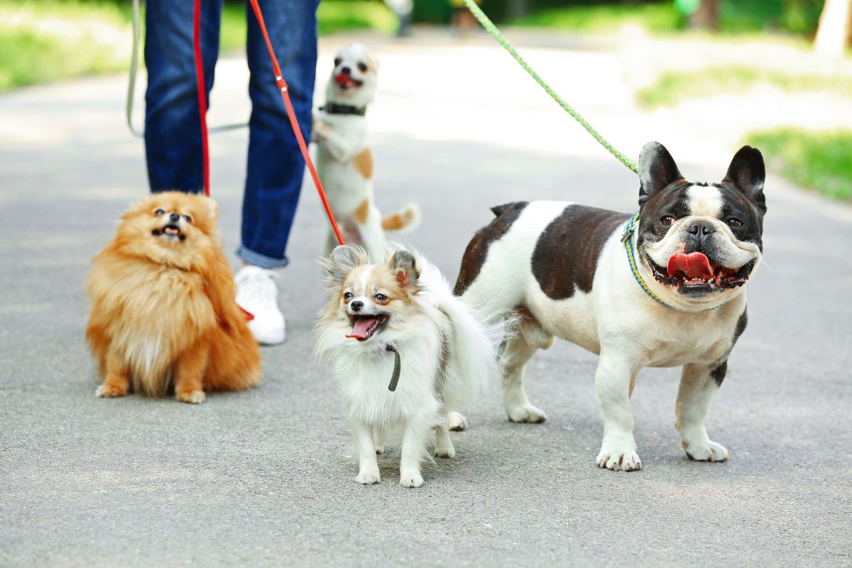 Pack Walk