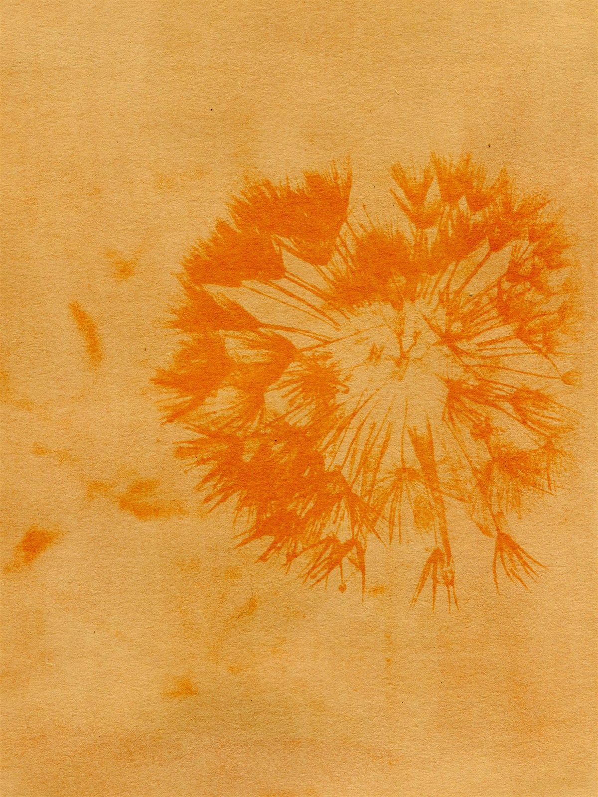 Anthotype Printing: Sustainable Photographic Practices Workshop