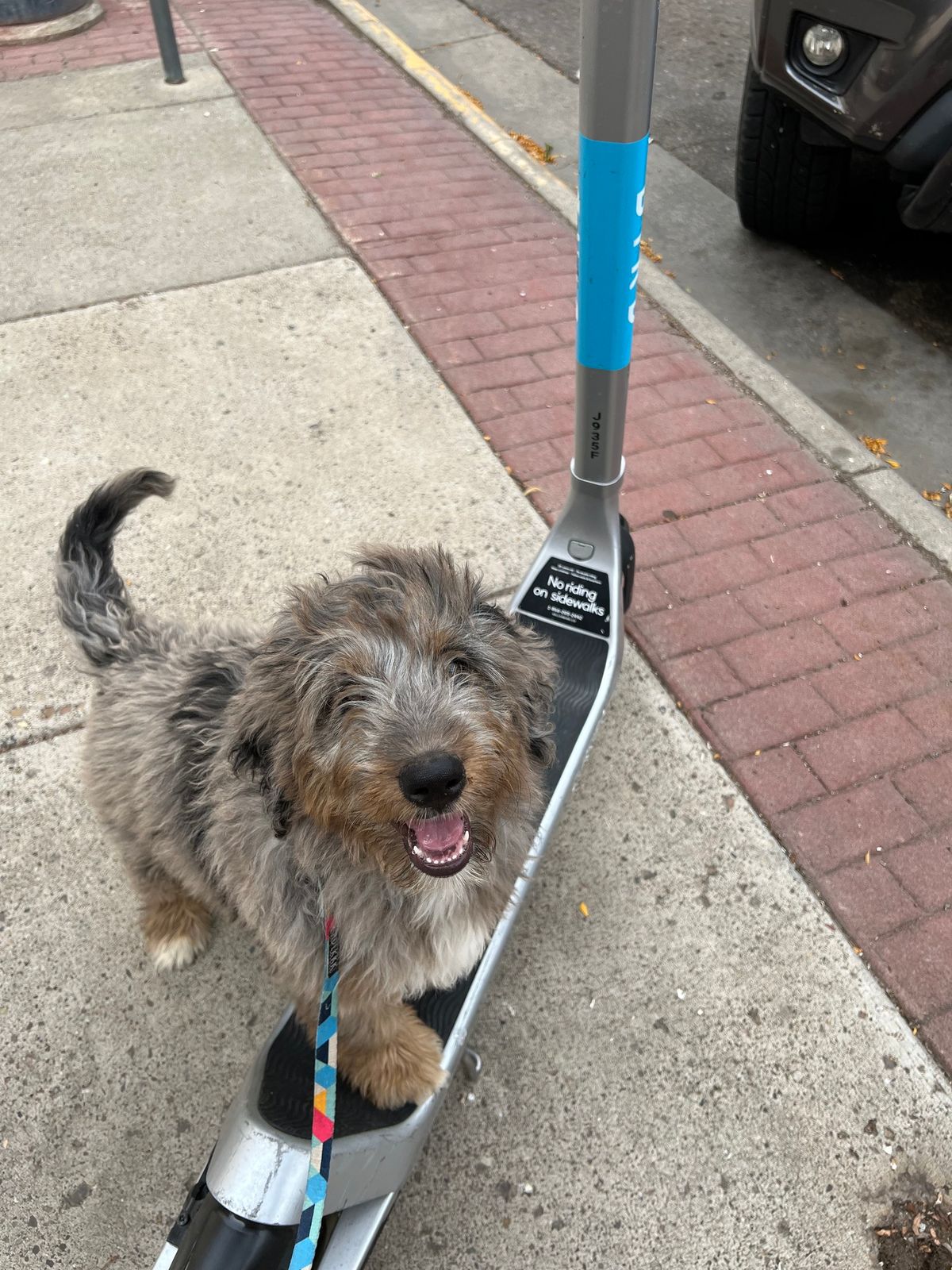 Downtown Vibes - Dog Training Drop-In Class