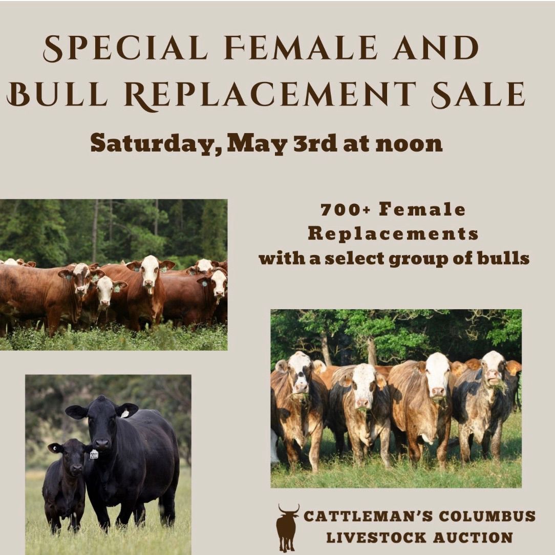 Special Female and Bull Replacement Sale