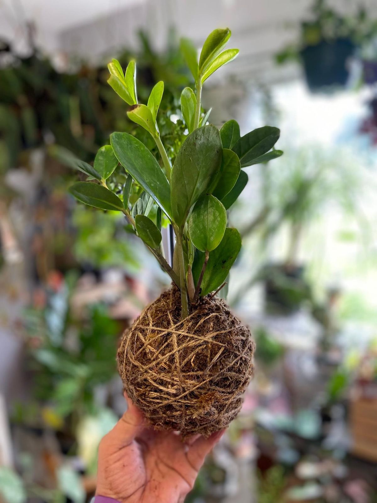 Kokedama Workshop