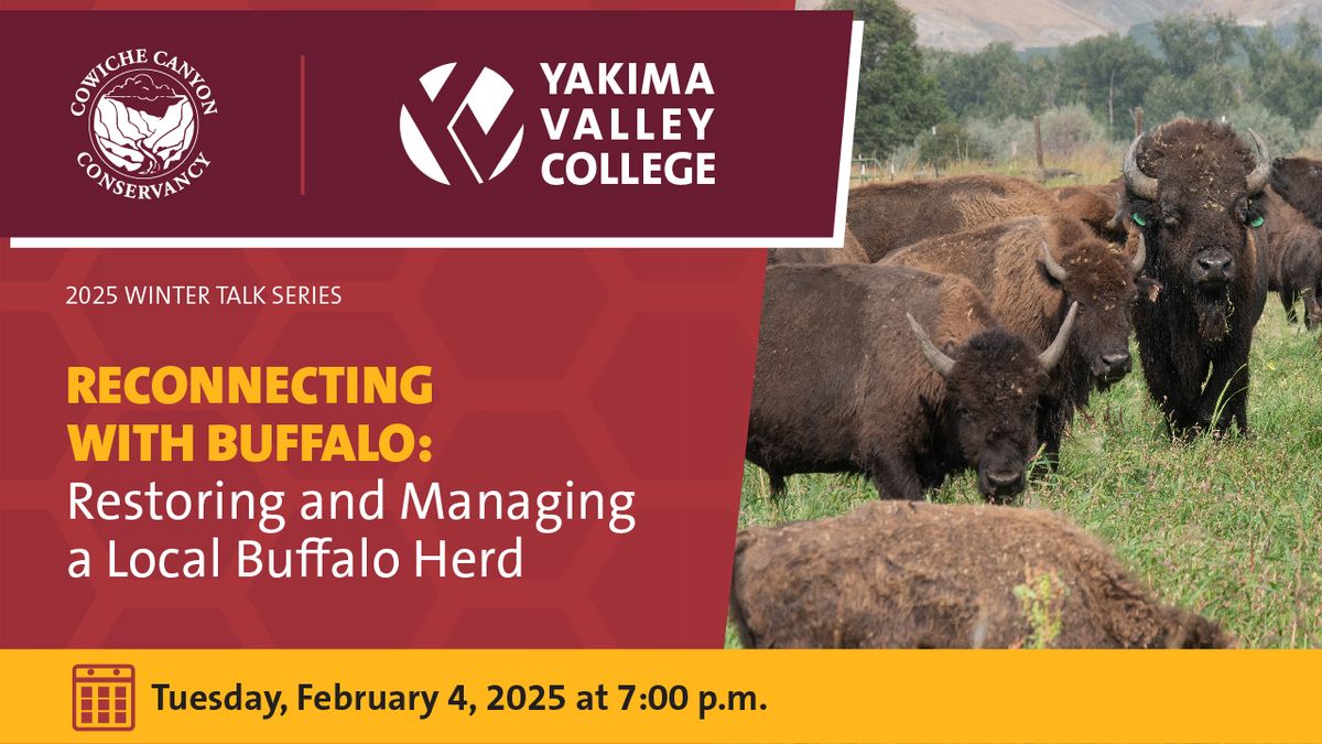 Reconnecting with Buffalo: Restoring and Managing a Local Buffalo Herd