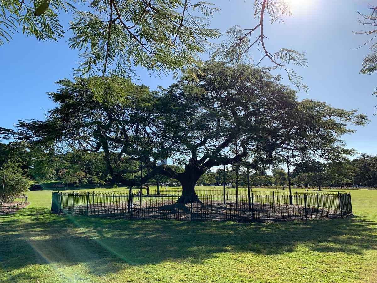 Free Yoga in New Farm Park.