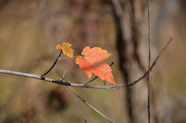 Nature Walk with iNaturalist (Adults)