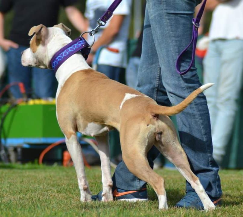 Masterclass Steady Leash Technique (Stabiele Lijn Techniek)