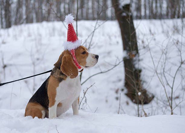 West Meon Christmas Dog Walk followed by Carols round our tree