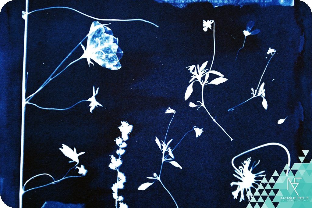 Kids Workshop - Cyanotype Botanical Prints