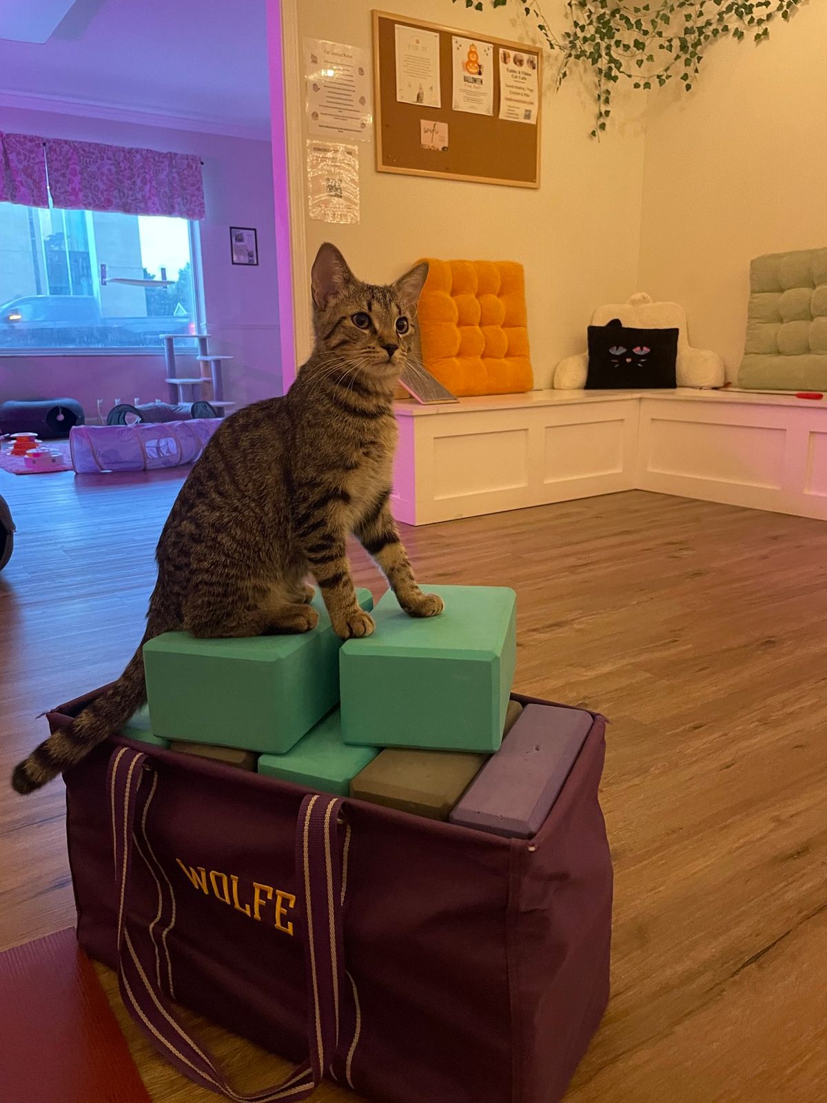 Cat Yoga at Tabby & Fido\u2019s! 