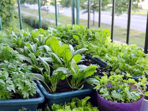 Container Gardening (a place to start)