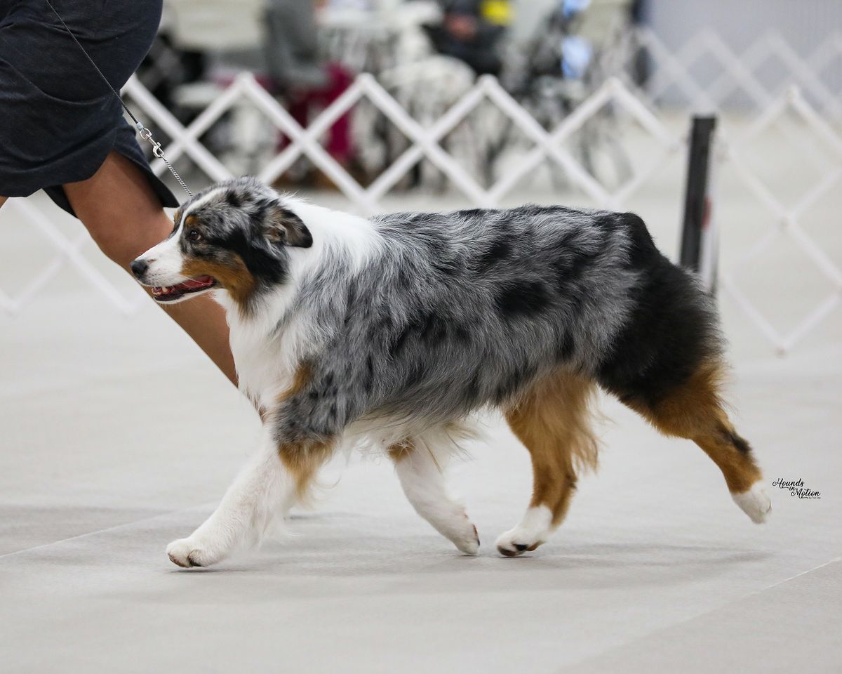 IABCA's 2025 Evergreen Spring Sieger International Dog Show