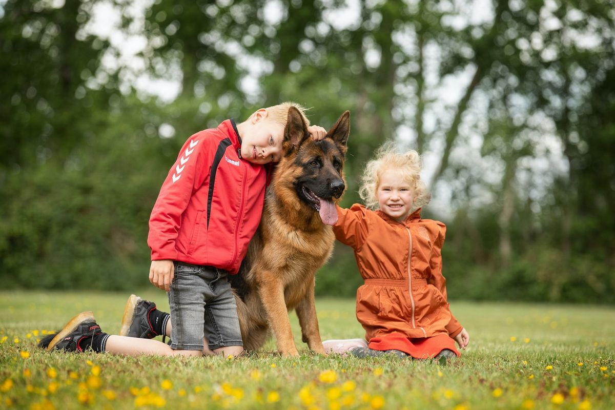  VDH Duitse Herdershonden - Liefhebbersdag alle leeftijden